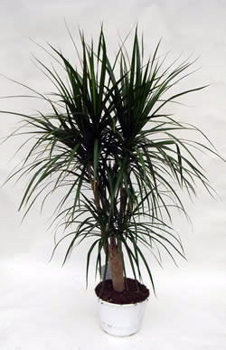 راهنمای نگهداری و پرورش گیاهان آپارتمانی - دراسینا مارگیناتا